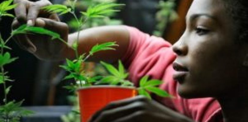 Be A Marijuana Grower And Neer Get Caught