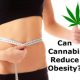 Cannabis For Losing Weight