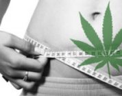 Cannabis In Fighting Obesity