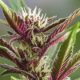Handling Contaminants & Viruses In Marijuana